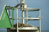 656_Witneksterns op baken voor de kust bij Cairns